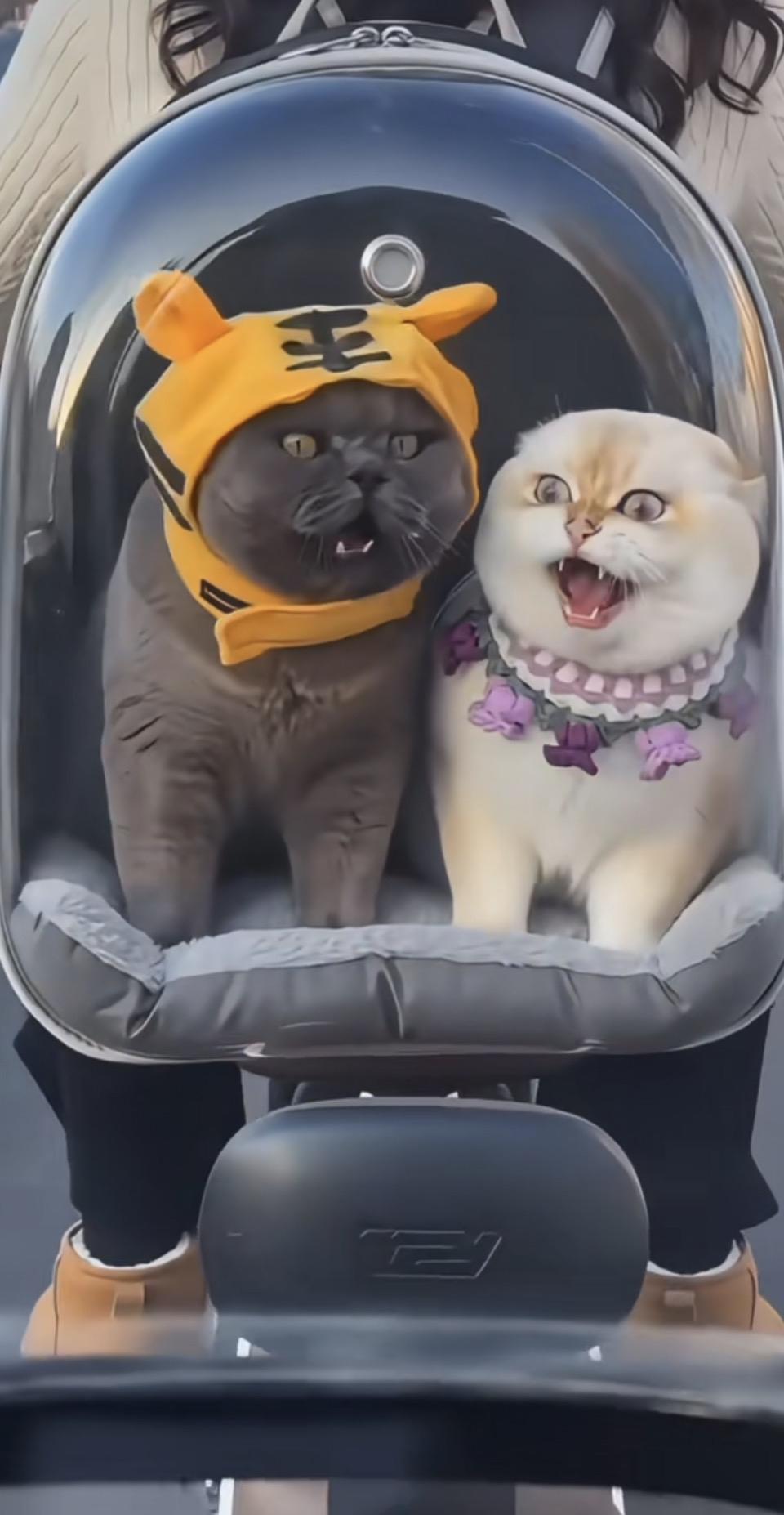 萌宠大冒险！猫咪们坐上小车车，一起出发吧！🚗🐱🐱