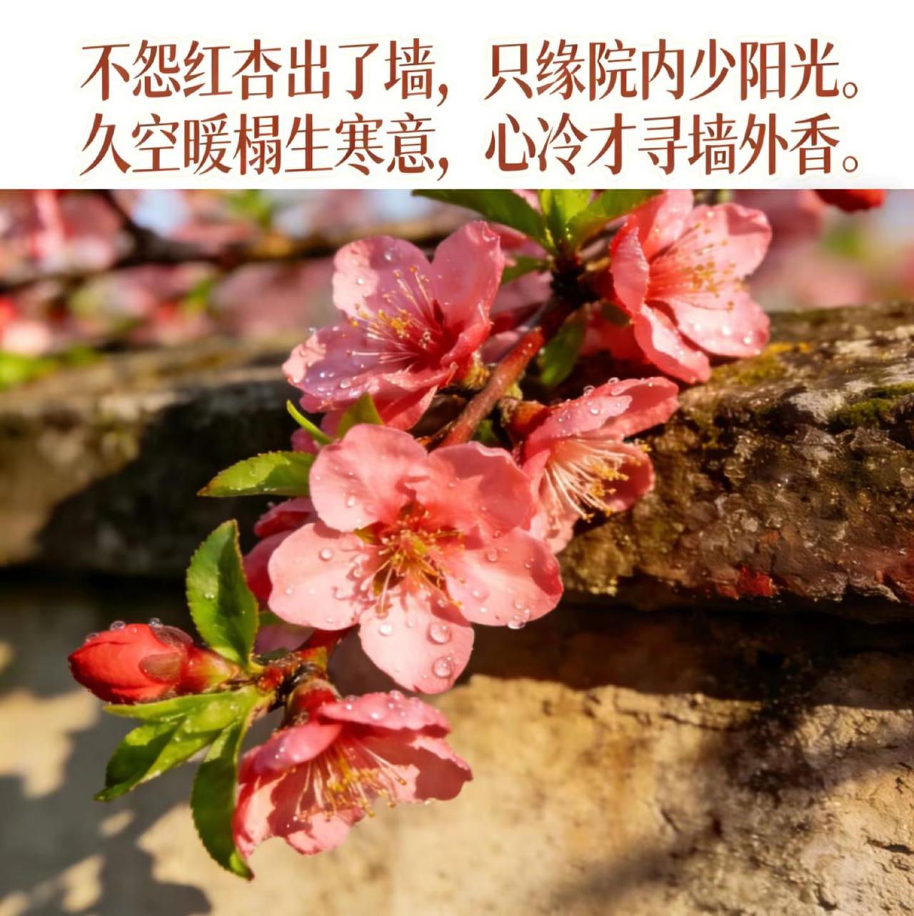 不怨红杏出了墙，只缘院内少阳光。红杏