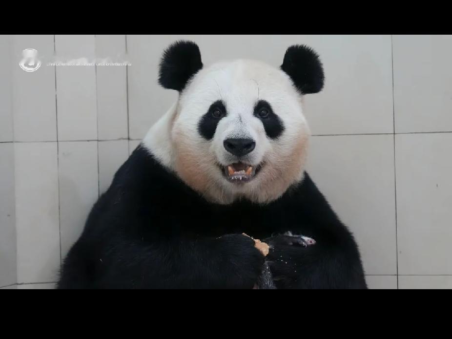 大熊猫美美又当妈了！她对宝宝真是爱不释手，隔着屏幕都能感受到她的幸福和喜欢。
