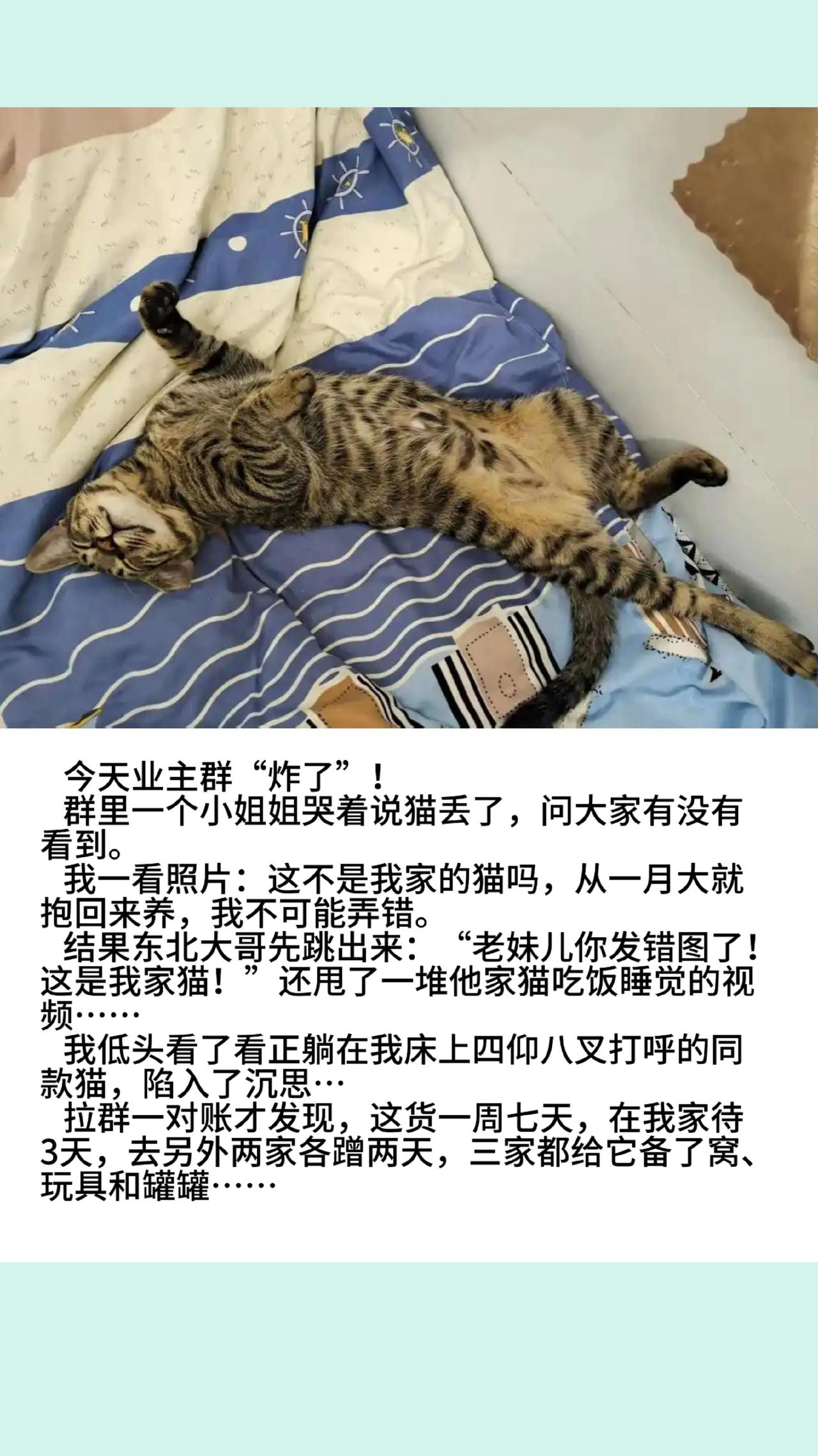 咪，今天你回来睡觉吗？猫咪 萌宠出道计划 动物