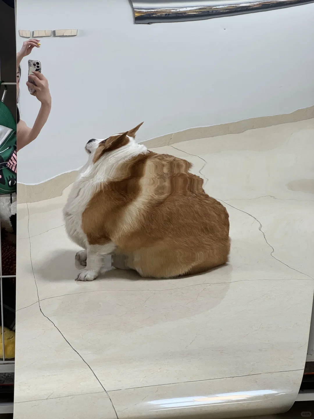 好大一坨小肥狗