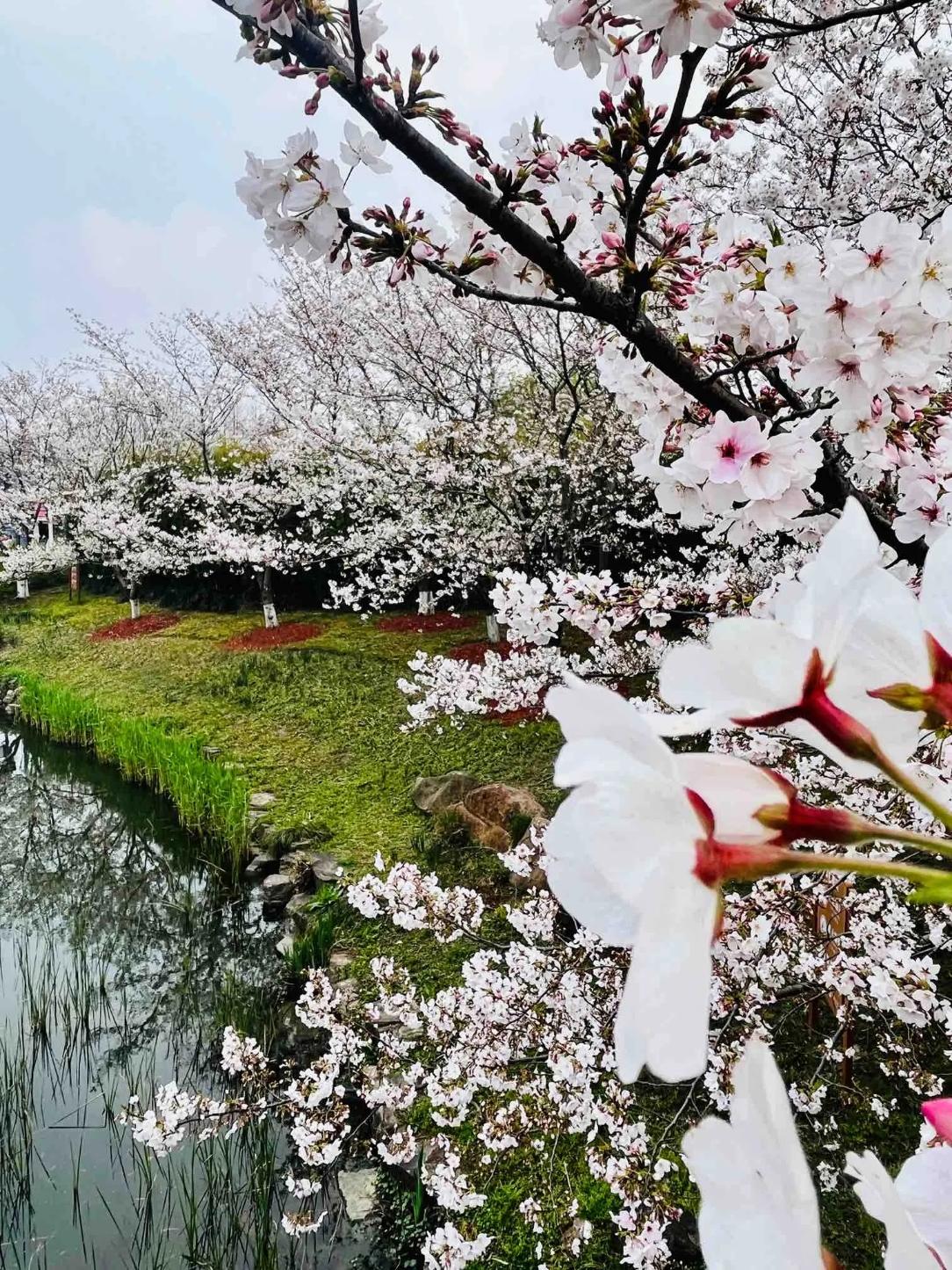 春日河畔花盛开，粉白相映入画来，这场景简直美炸了！
在锦州，南山公园、女儿河畔，