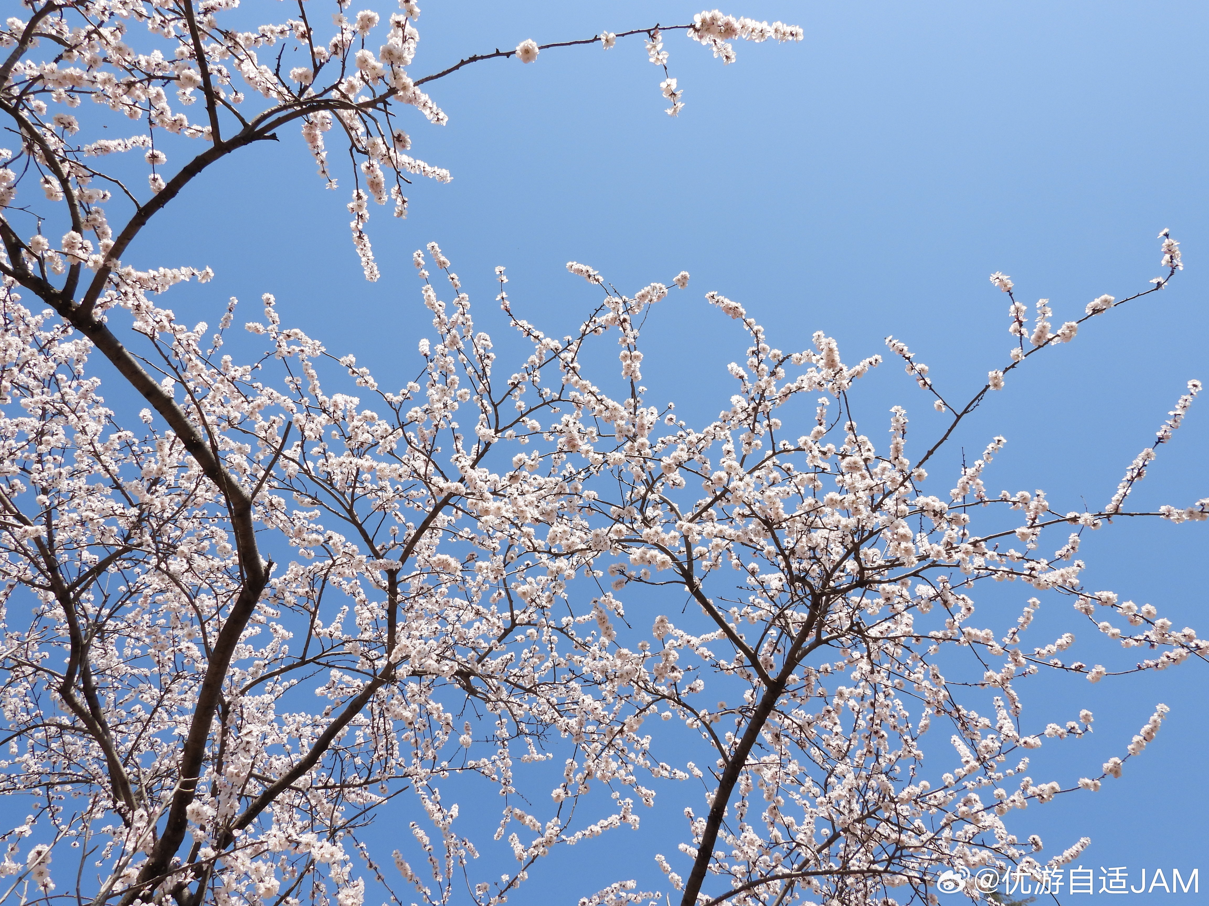 于适yosh适界那么大于适 春花再美也比不过你生动鲜亮我们来这个世界都有着自己的