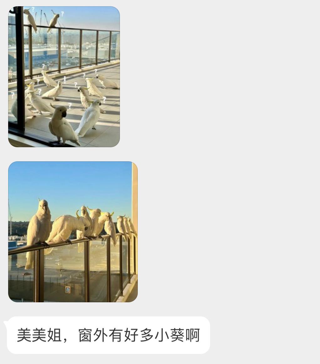 澳洲窗外的日常🇦🇺遍地的野生鹦鹉🦜 ​​​