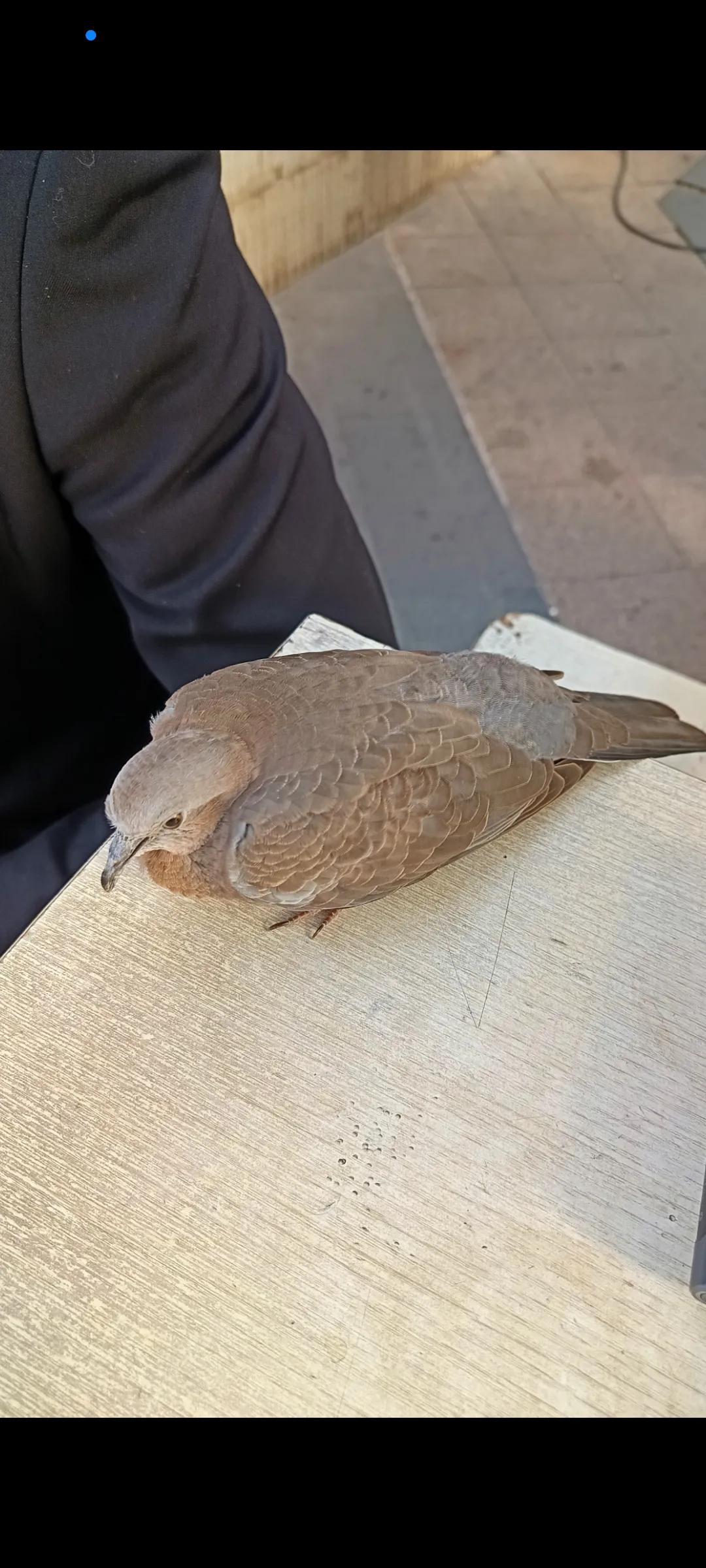 朋友在小区绿化带拣了一只鸽子，不会飞了，双眼无神，好像生病了，，[捂脸][捂脸]