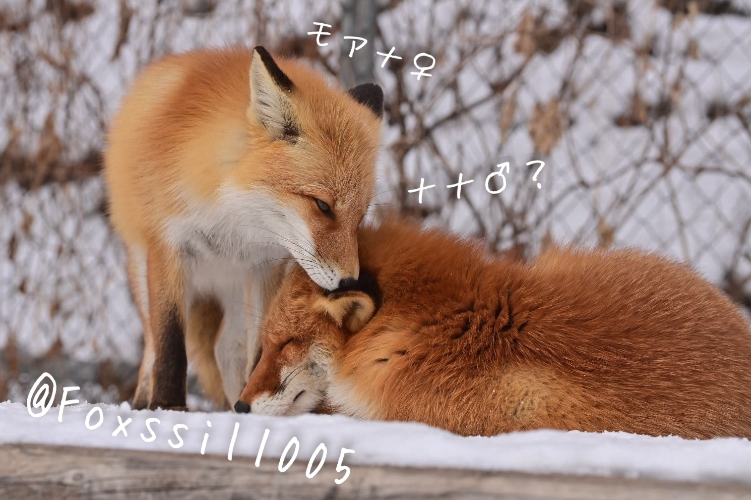 狐狸 吸吸爱撒娇的年纪©️Foxssil_1005 
