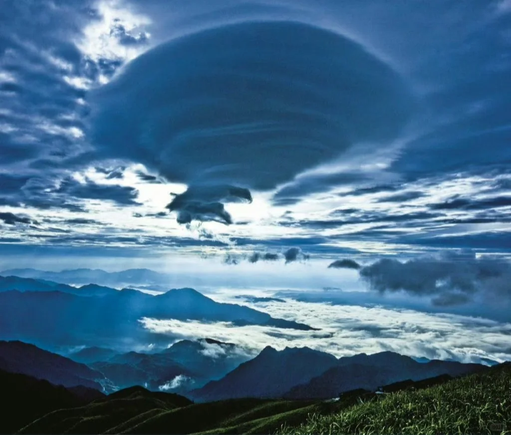 天空中游弋的动物
