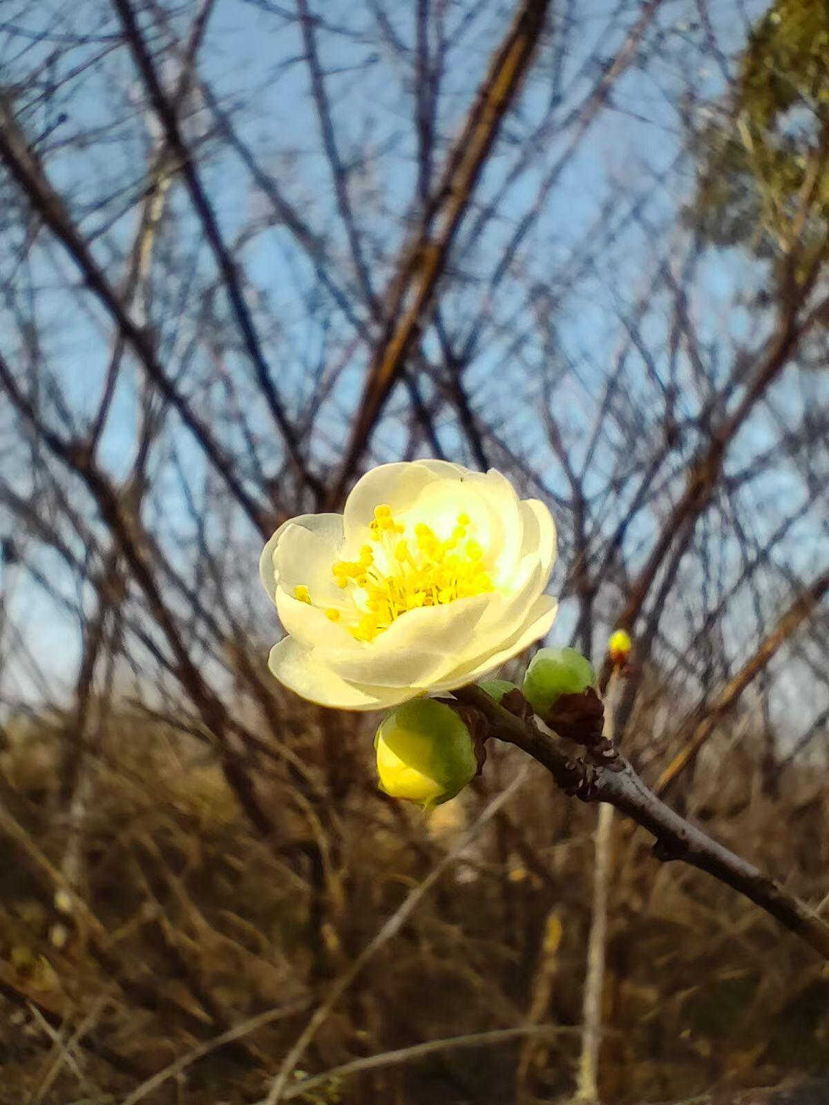 晒图笔记大赛黄梅