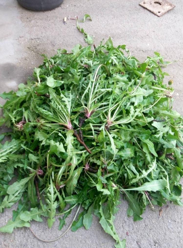 中药故事汇，今天讲蒲公英的故事。
 
隋末唐初，太行山下的村落突发瘟疫，村民们纷