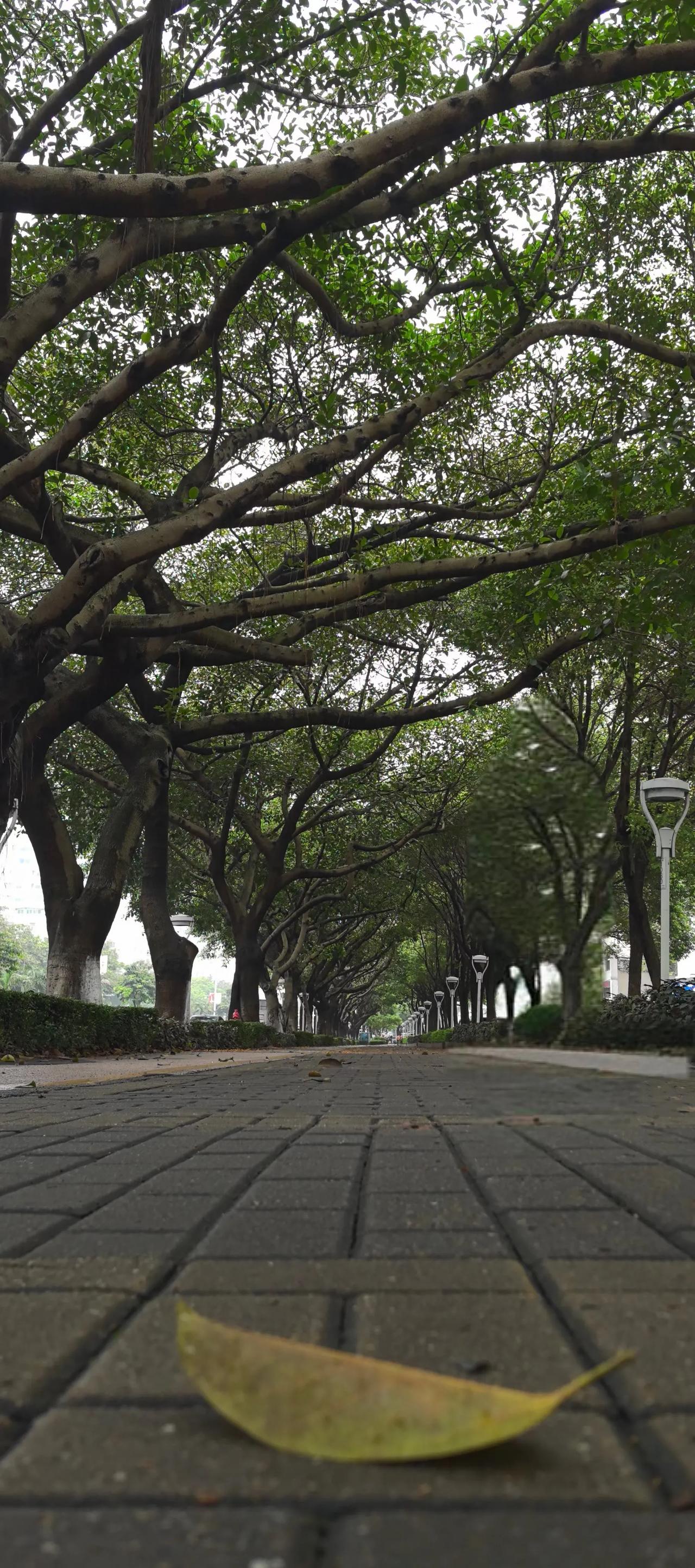 珠海市人民西路在哭泣～
    忽然发现，身边的林荫大道正在遭受灭顶之灾，这座漂