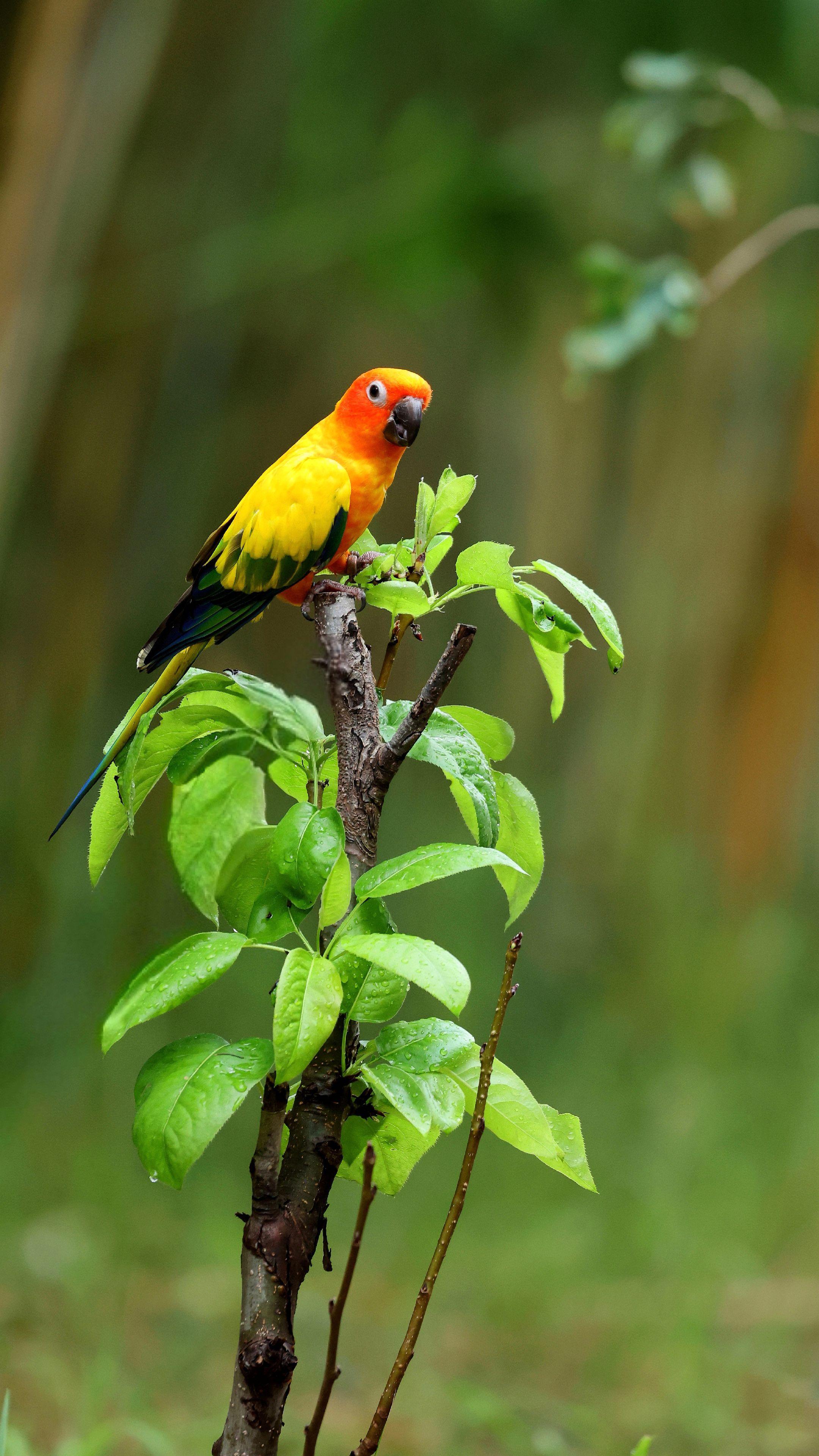 自然生态 观鸟 金黄鹦哥 我的摄影日记