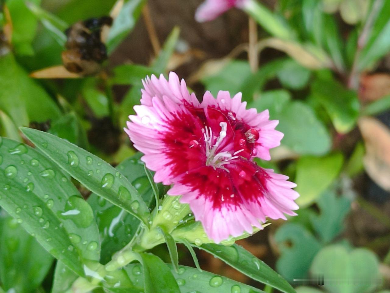 今日入伏，分享一张随手拍的花
——雨后石竹
※“石竹”别名与寓意：石竹花也被称为
