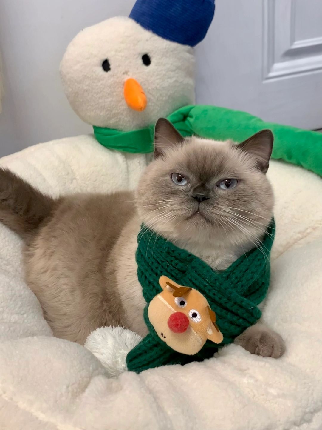 优雅是喵的代名词