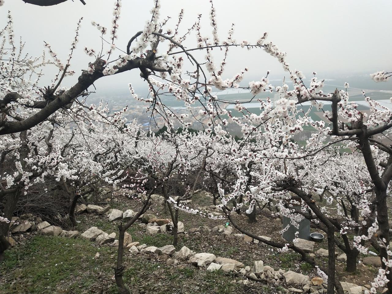 春日生活打卡季春季赏花看漫山杏花。