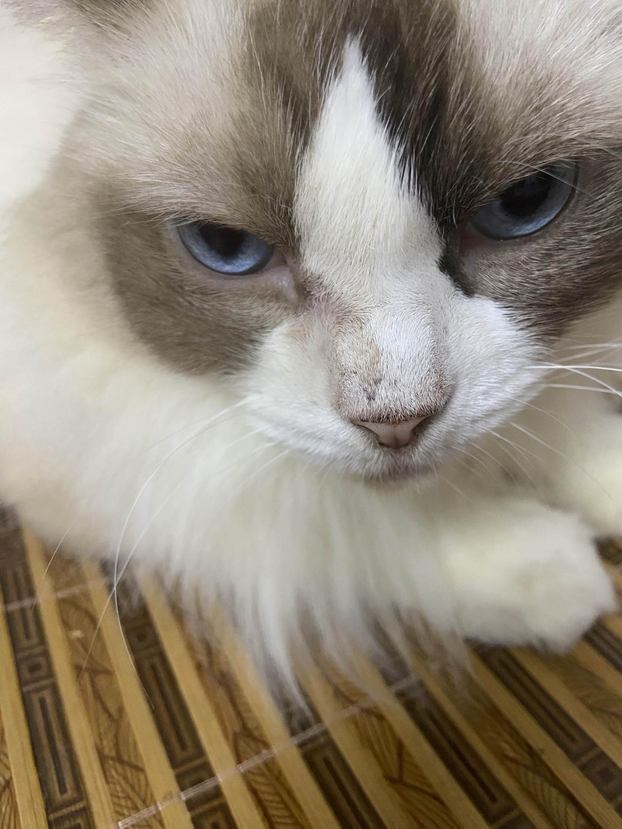 正是一只犟种的聪明猫咪，每天在家里呆着太浪费了，要不然送她去上学？🎒