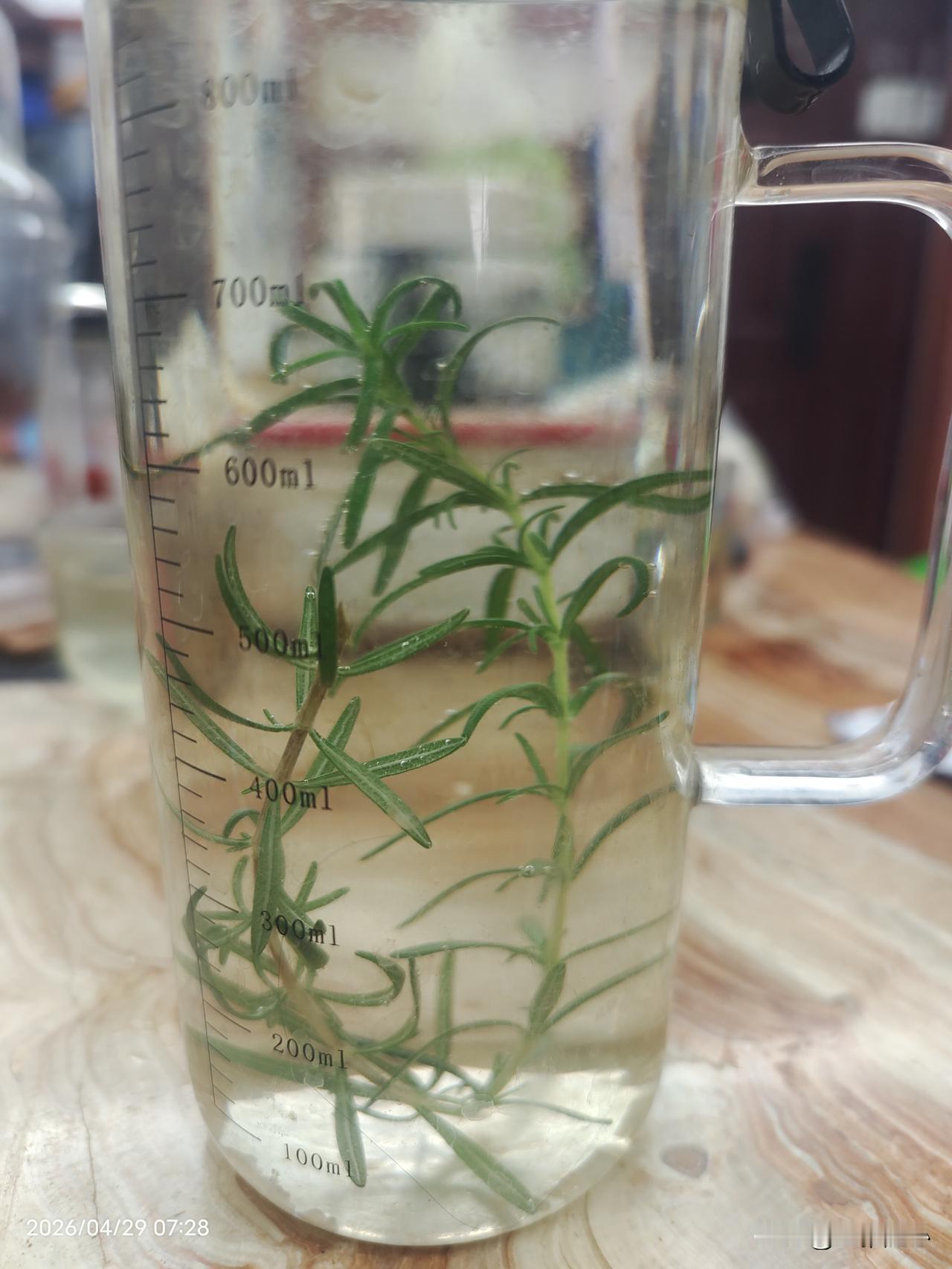 今年春天最想实现的心愿：了却以往恩怨，轻松愉快的生活！
心愿 要求实际不高，可是