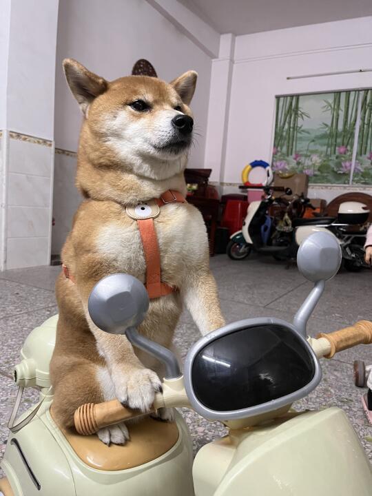 哔哔哔！人，你给我让开~！！