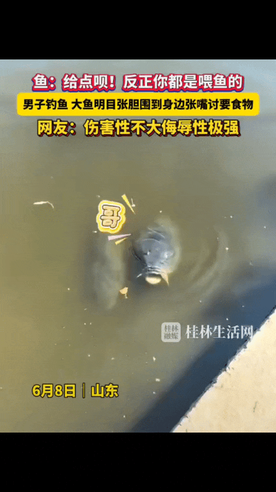 笑不活了！山东，一男子带着一大桶鱼食来到池边准备钓鱼，本以为打窝之后才会有鱼过来