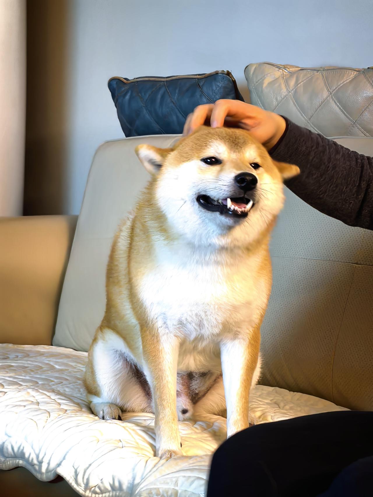 每到下雨天，皮皮是拒绝出门的，它最喜欢的事就是，坐在沙发上，我们用手指尖按摩它的