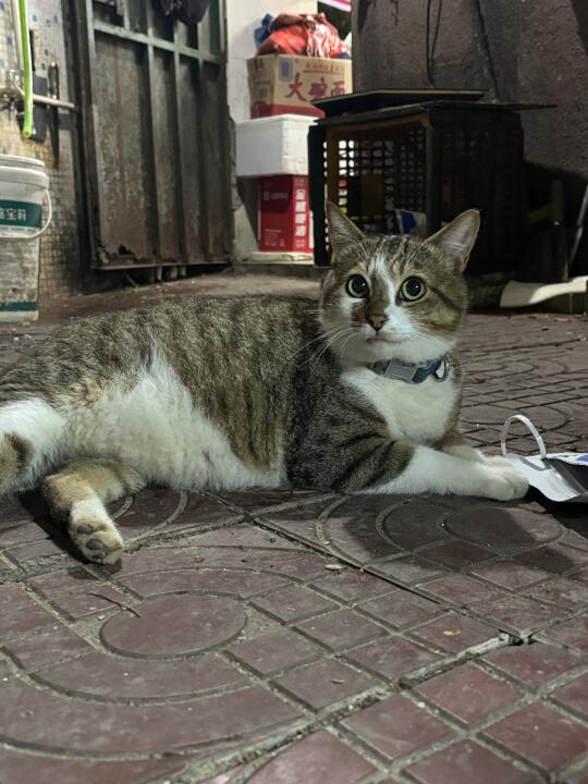 在菜市场见到一只这样的猫...…