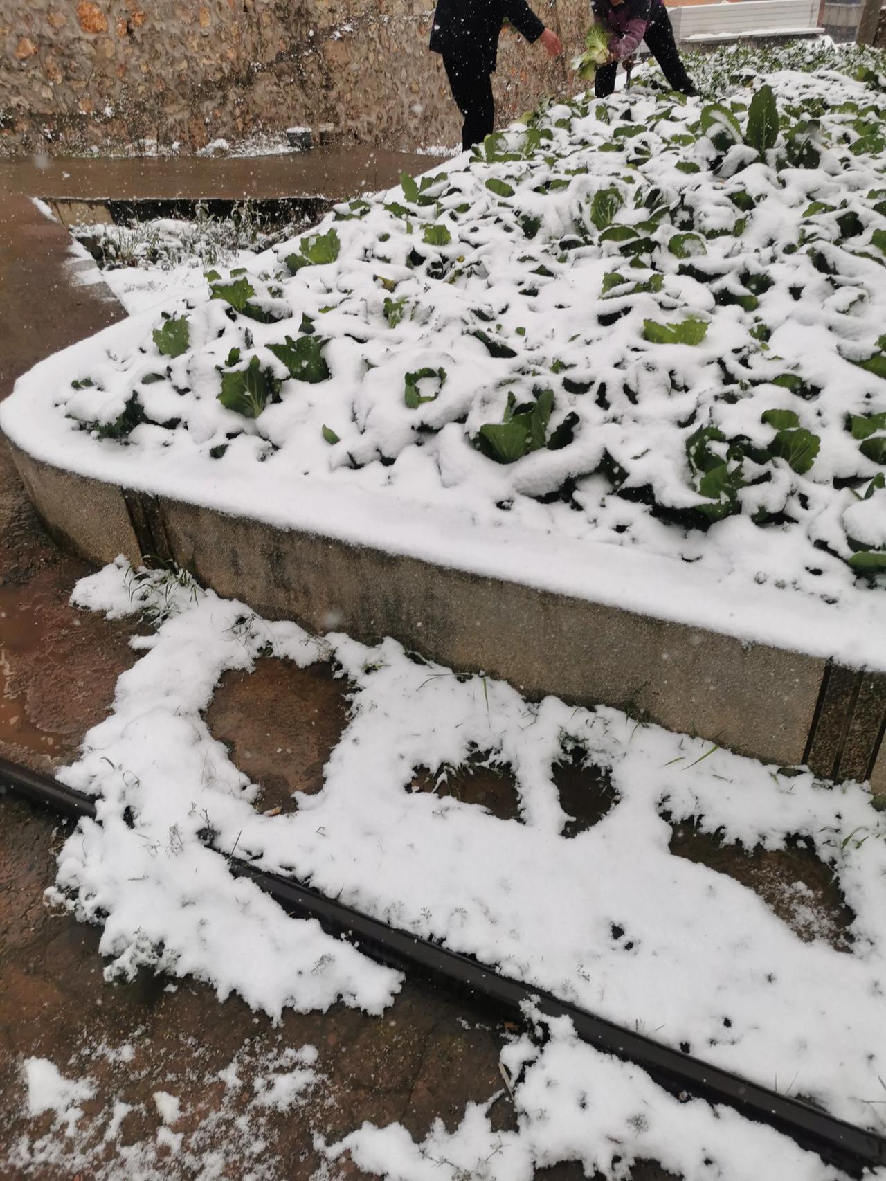 天南地北大拜年戳这里，一起放烟花>曲靖富源山咔咔下雪了，年味儿来了