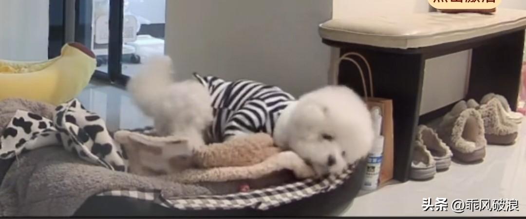 主人去上班了，宠物白雪独自在家。从监控里能看到，它尝试了好几次想要站起来，却怎么