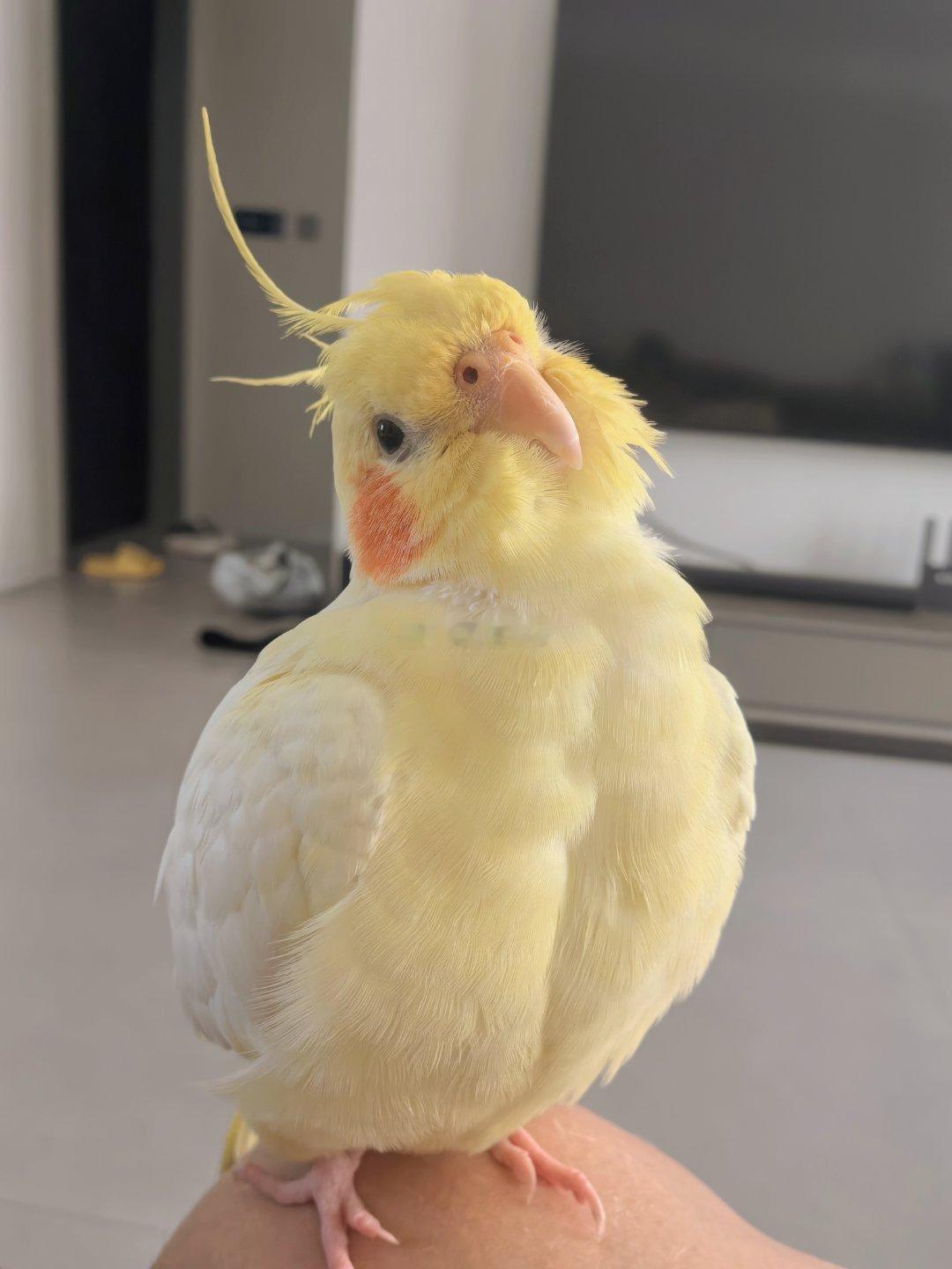 大肌霸 ​​​