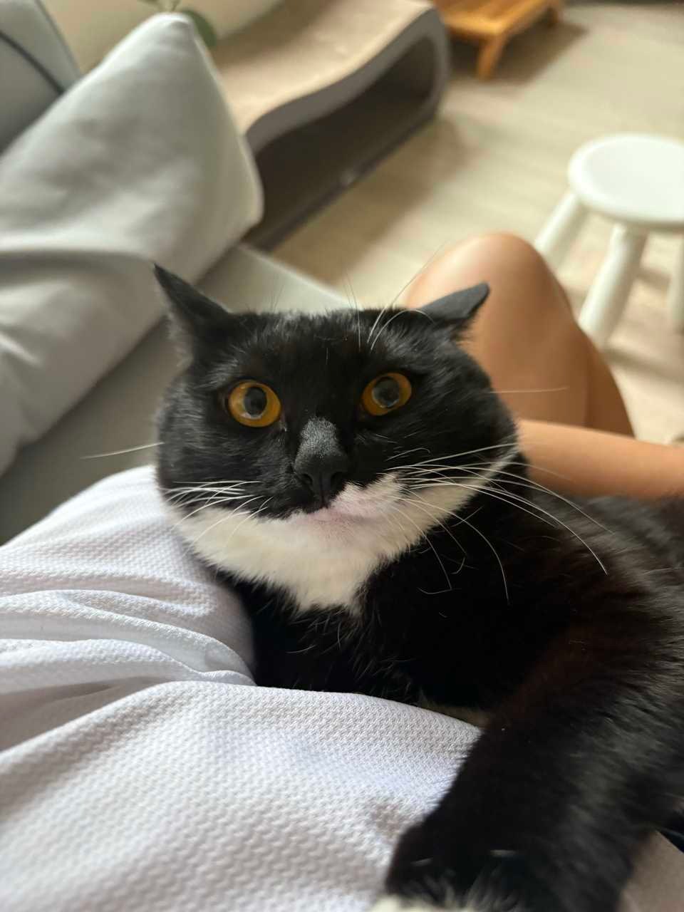 真是抱抱我？没有要害我？daily奶牛猫 （投稿：） 