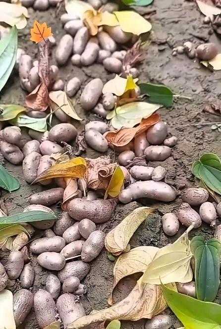 云南，一男子进山打理林下作物，不慎脚底一滑，到一棵大树底下，眼睛不经意一瞥，突然