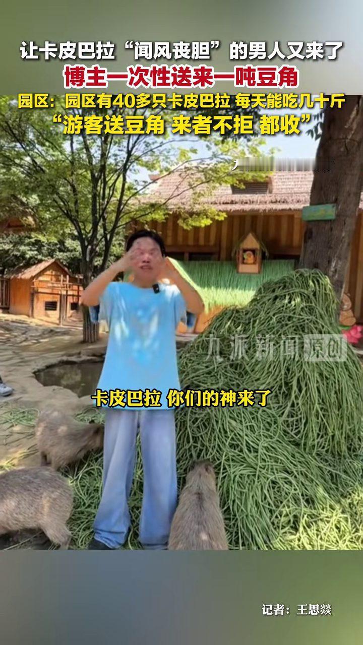 河南郑州，博主拉来1吨豆角给40多只卡皮巴拉"投喂"，现场豆角堆成小山，卡皮巴拉