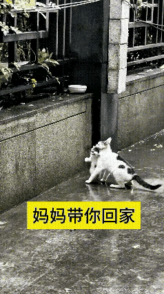 路边花台的一碗剩饭，藏着所有母亲刻在骨子里的温柔。
      不知道哪位好心人