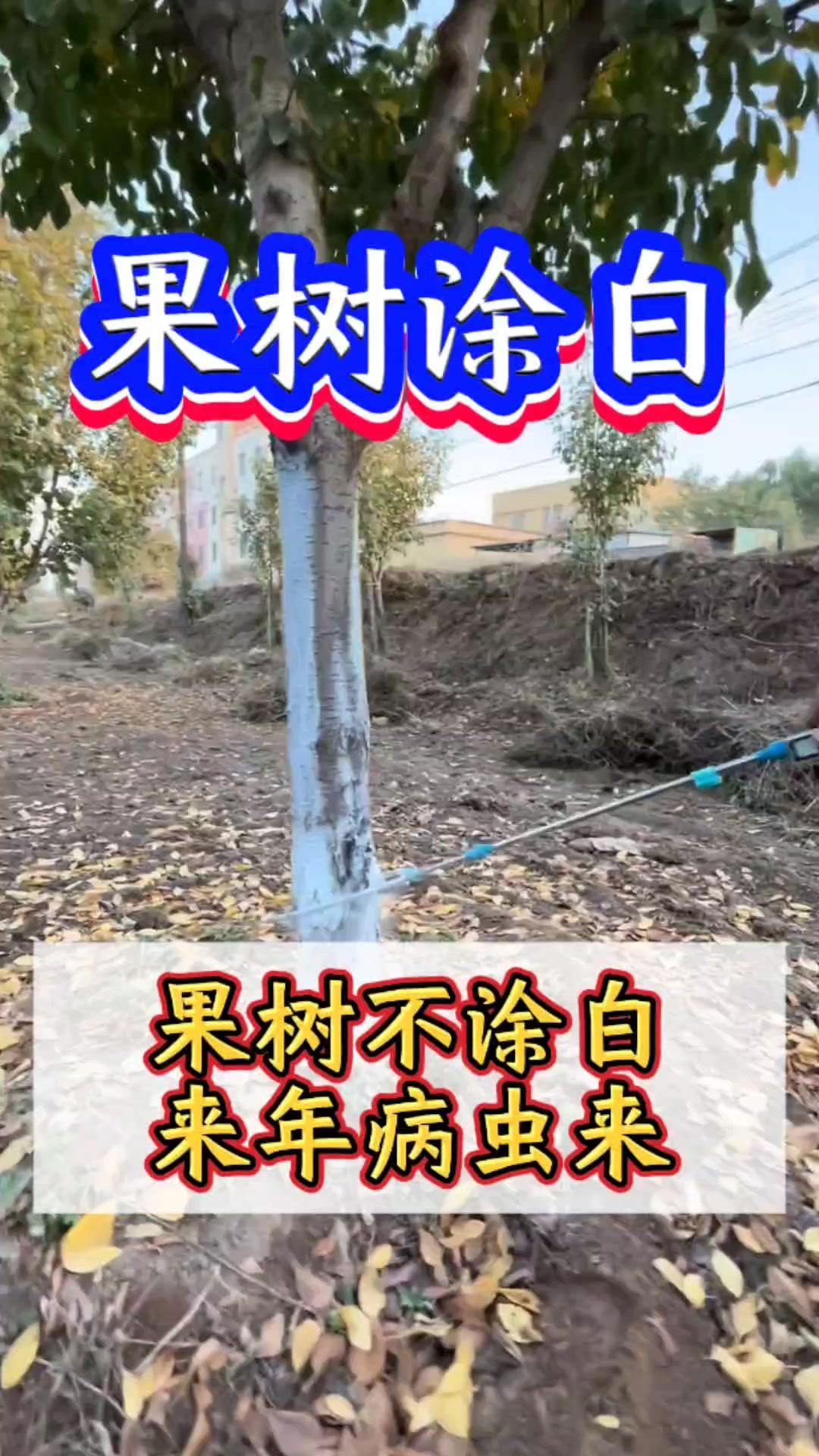 大雪前后，果树不涂白，来年病虫来。种果树都听过这句话，但果树为何要涂白，什么时间
