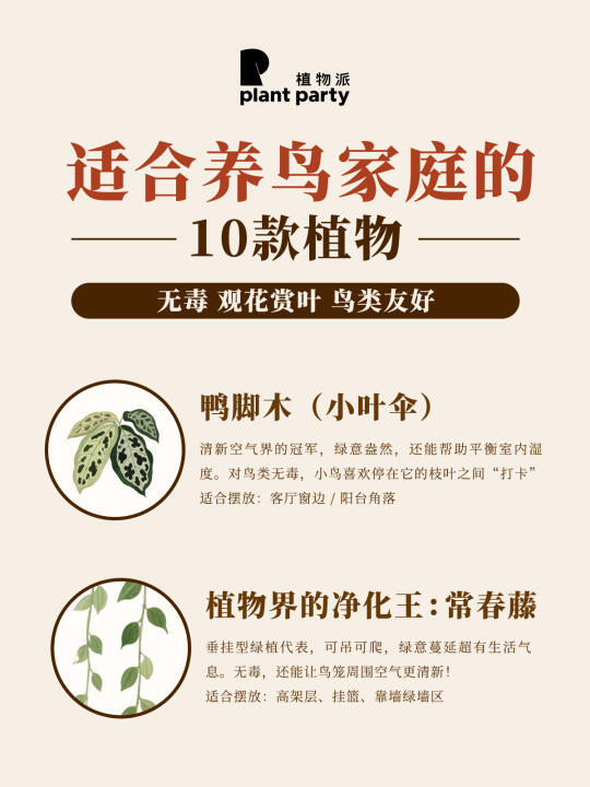 适合养鸟家庭植物合集🎍宠物友好🐦