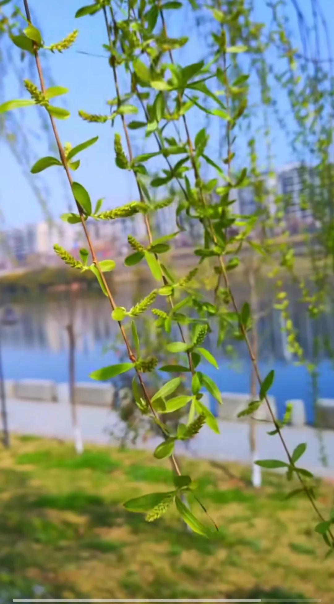 旅行随手拍街角咖啡馆的玻璃窗上，雨珠串成小帘，把窗外的梧桐叶晕成一片模糊的绿，手