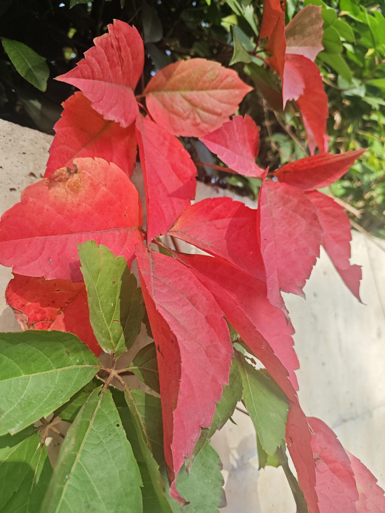 秋叶红于二月花

清晨，慢跑在沣河之畔，秋日晨阳照在河堤岸边，五叶地锦的红叶愈发