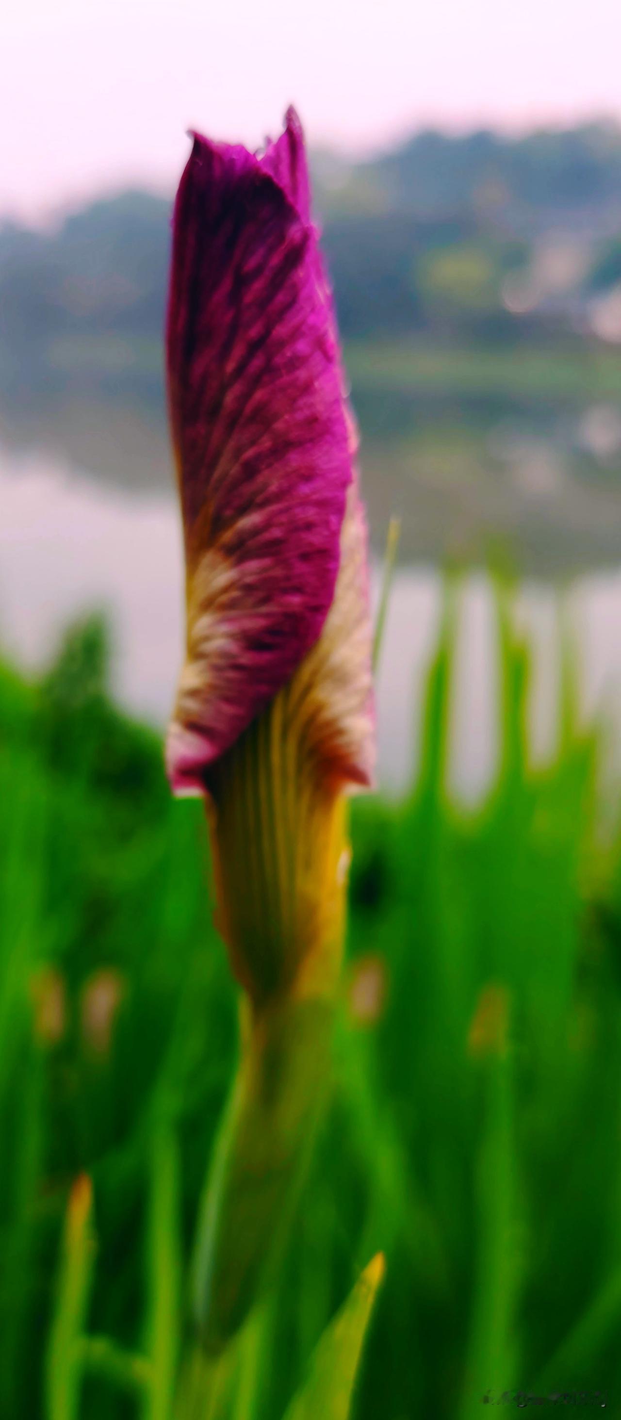 欣赏一下你捕捉的花朵之美