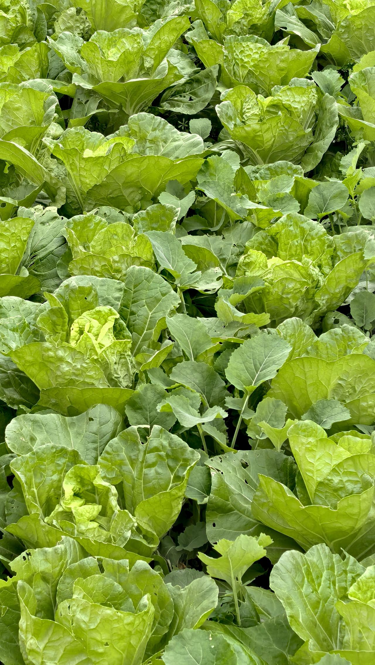 楼下邻居退休后，在村头荒地“开疆拓土”，种了许多绿色蔬菜。每逢遇见，他总是诚意满