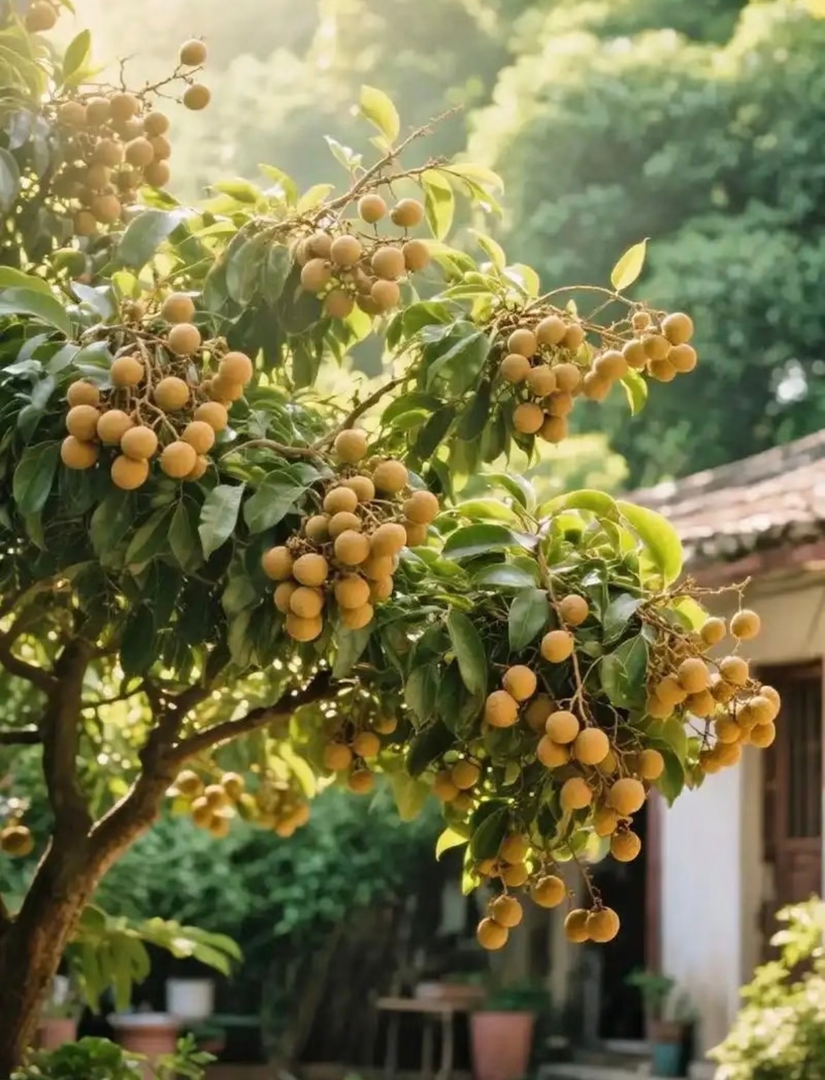 龙眼种植方法一、选地与整地选择阳光充足、排水良好的缓坡地或平地，土壤以疏松肥沃的