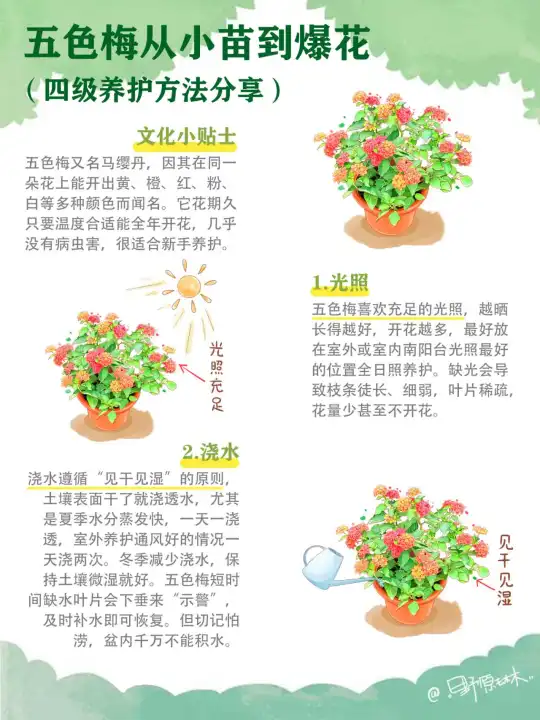 五色梅从小苗到开花，四季养护知识分享