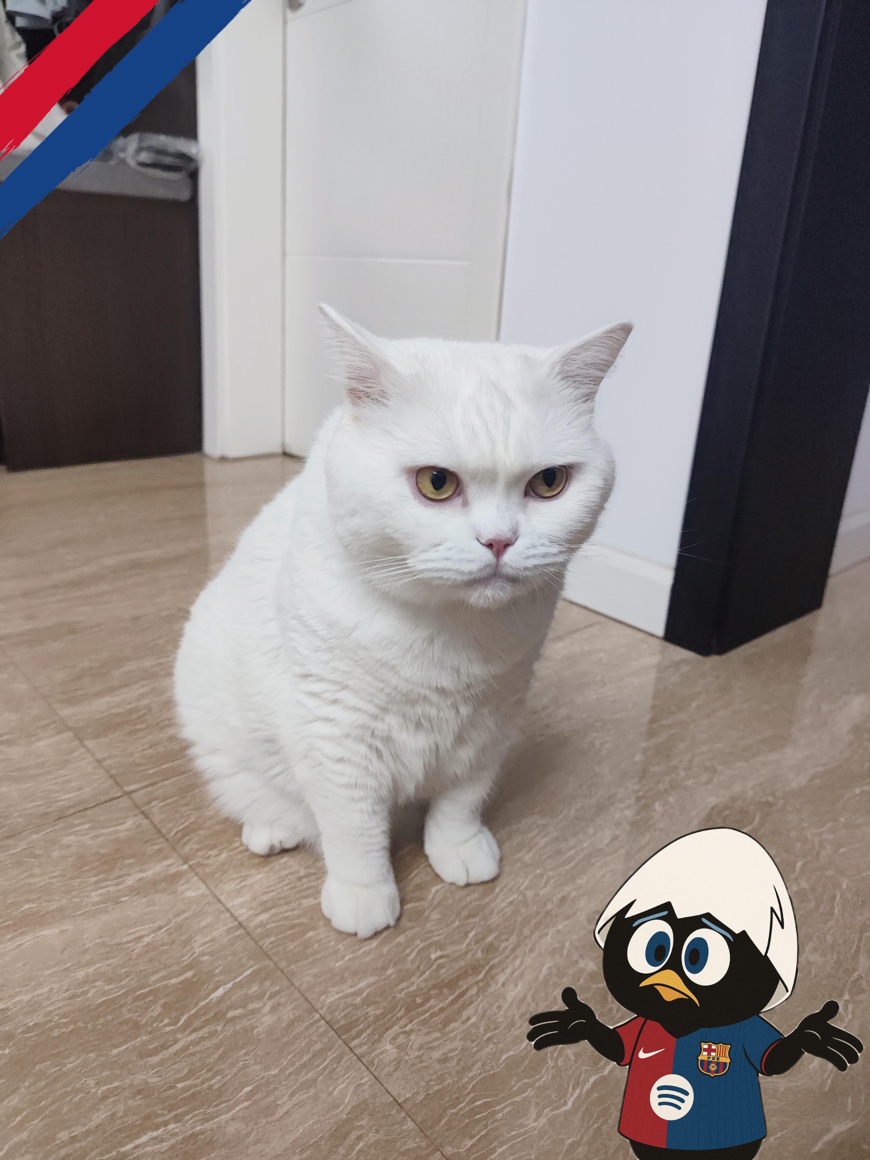 好久没给你们看元宝了🐱15斤的大胖猫……萨村小推[超话] ​​​