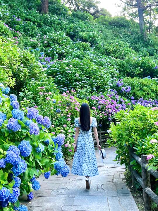 5月日本伊豆绣球花海live图