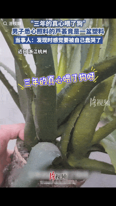 笑死了！浙江杭州，一男子养了一盒芦荟浇水时发现花盆坏了，就想着换一个，不料，把芦