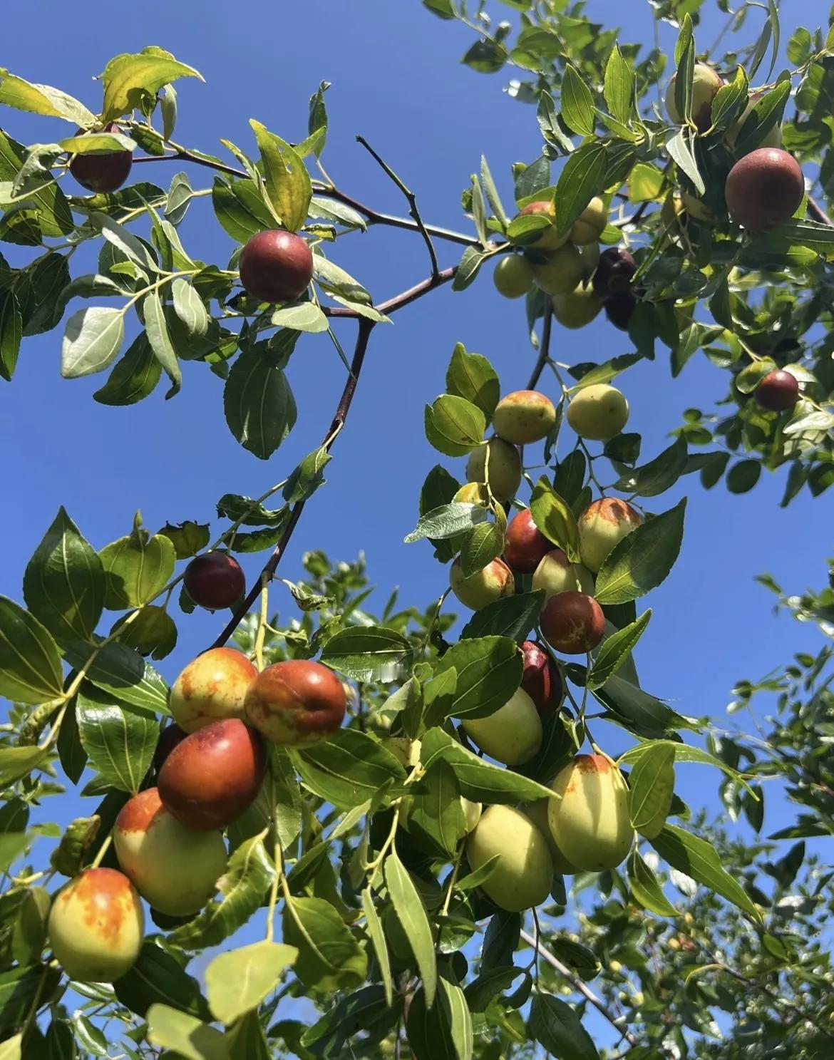 今天去郊外的枣园，看到枣树枝头挂满了果实，像一个个小灯笼，在阳光下闪闪发光。有深