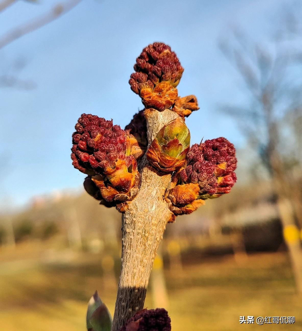 [赞]今年春分和龙抬头重合：
🌱 春分（节气）
 - 时间：2026年3月20