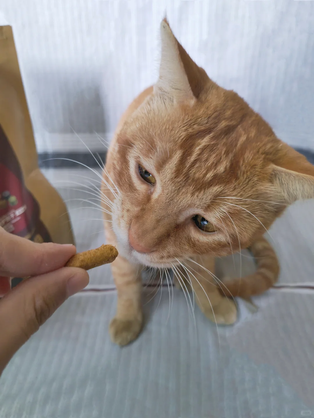 没有比它更馋的猫了吧~