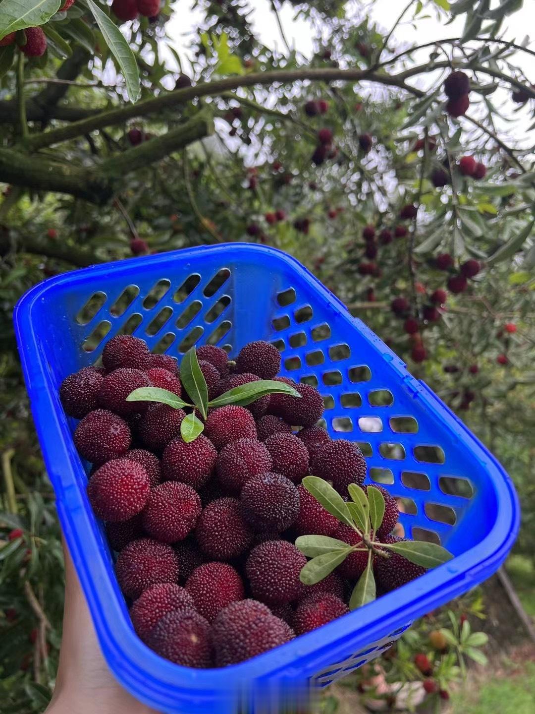 家里的茡荠杨梅已经上市啦 包甜！一年一度➕v的机会来啦 ​​​