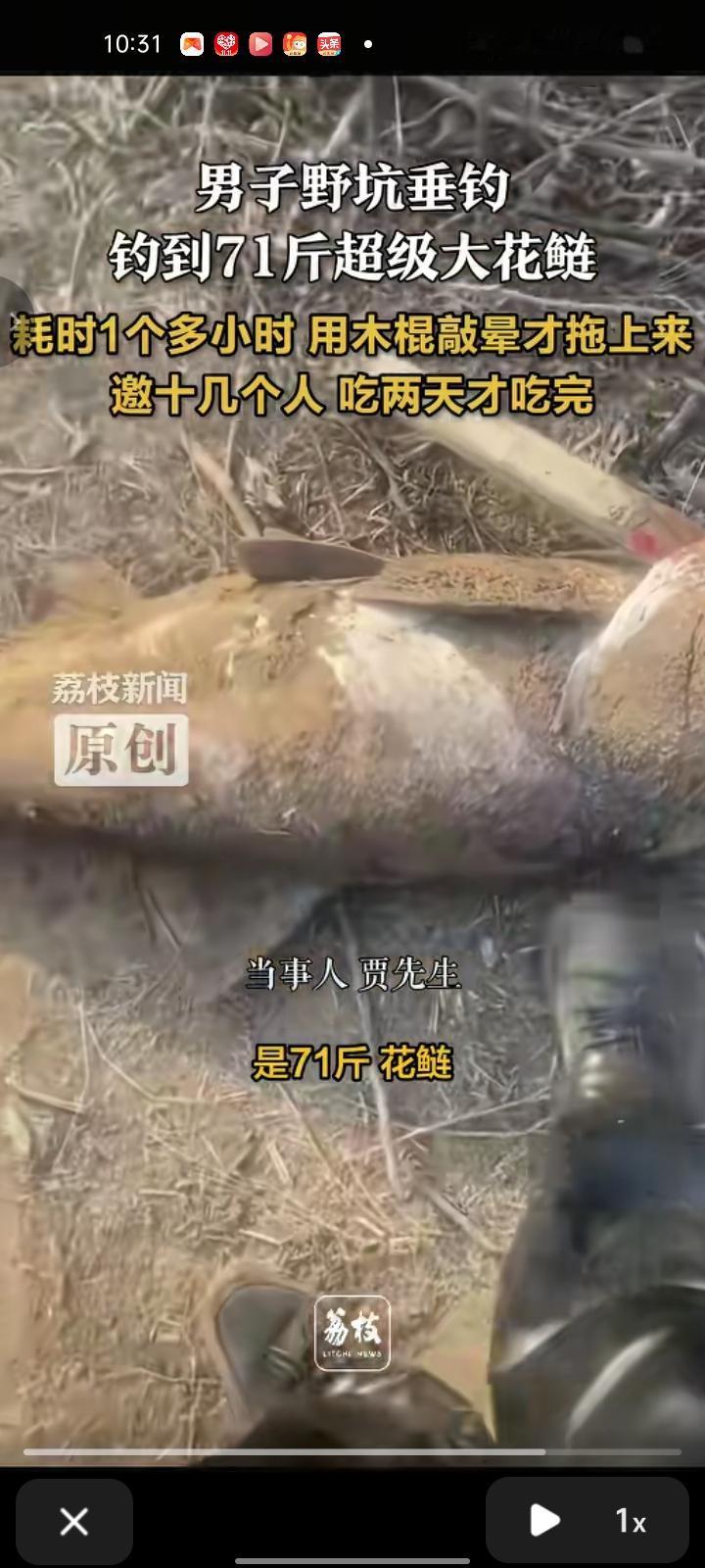 11月10日，河北邢台。71斤重的大花鲢难钓上岸，钓鱼佬先用棍子敲它几下，敲晕后