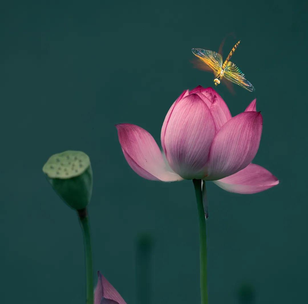 并蒂荷香念君颜
文/冰笑
梦内思君幻若烟，
醒时惊觉枕衾寒。
清辞半阕泪沾枕，