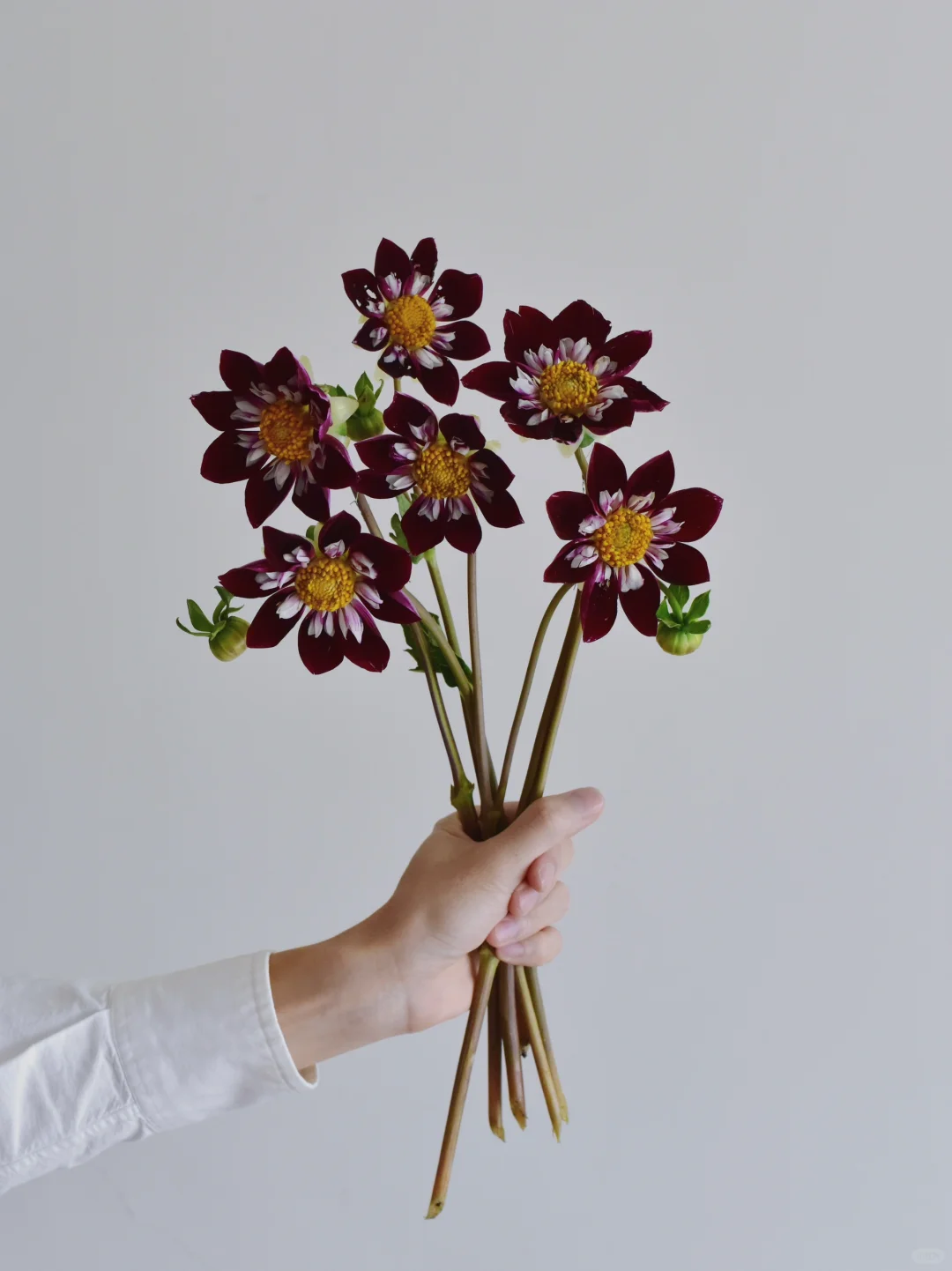 大丽花· 玛丽•伊芙琳