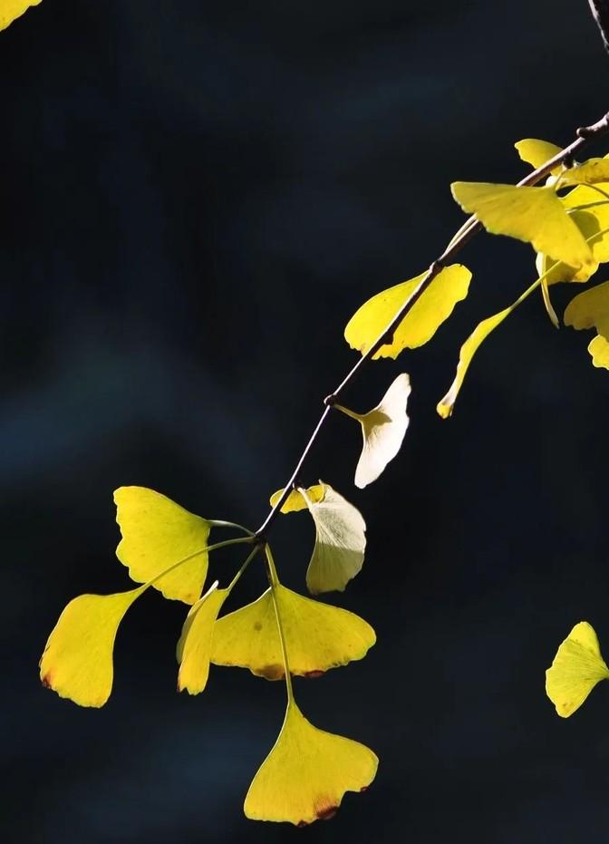 老公失业了，上午就回家了。公司那边让他把平时开的车给卖了，说是按照上面的意思办的